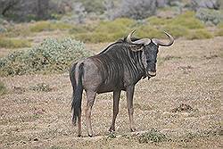 Safari - Gnoe of Wildebeest