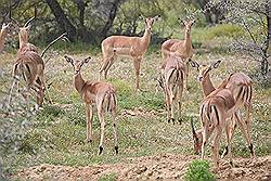 Safari - impala of rooibok 