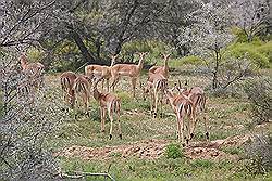 Safari - impala of rooibok