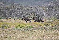 Safari - Gnoe of Wildebeest