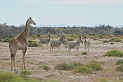 Safari - Giraf en zebra's