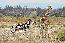 Safari - Giraf en zebra