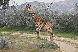 Safari - Giraf