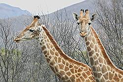 Safari - Giraffen