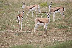 Safari - springbok