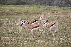 Safari - springbok