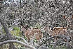 Safari - bushbuck