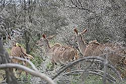 Safari - bushbuck