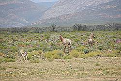 Safari - springbok