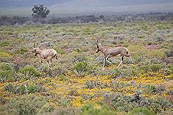 Safari - springbok