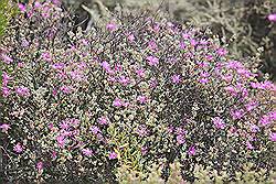 Safari - mooie bloemen; bijna uitgebloeid