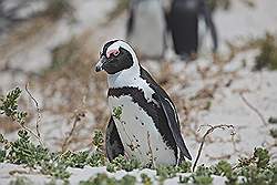 Simon's Town - pinguïn kolonie