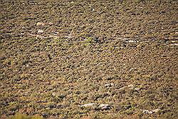 Kagga Kamma - dieren in de verte