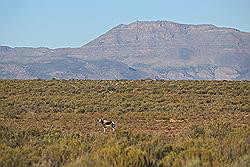 Kagga Kamma - Bonte Bok