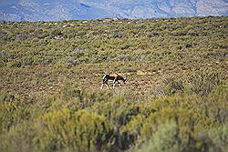 Kagga Kamma - Bonte Bok