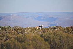 Kagga Kamma - kudde wilde dieren, waaronder ook zebra's