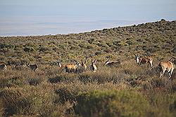 Kagga Kamma - kudde wilde dieren, waaronder ook zebra's