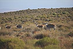 Kagga Kamma - kudde wilde dieren, waaronder ook zebra's