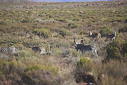 Kagga Kamma - kudde wilde dieren, waaronder ook zebra's