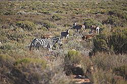 Kagga Kamma - kudde wilde dieren, waaronder ook zebra's