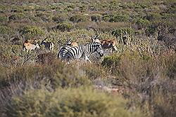 Kagga Kamma - kudde wilde dieren, waaronder ook zebra's