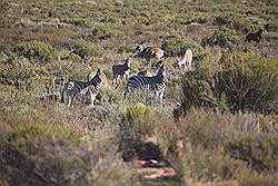 Kagga Kamma - kudde wilde dieren, waaronder ook zebra's