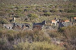 Kagga Kamma - kudde wilde dieren, waaronder ook zebra's