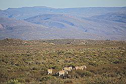 Kagga Kamma - kudde wilde dieren, waaronder ook zebra's