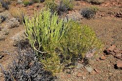 Cederberg - fossielen zoeken; ook het fijnbos is schitterend