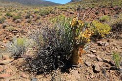 Cederberg - fossielen zoeken; ook het fijnbos is schitterend