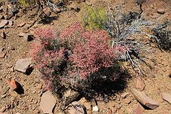 Cederberg - fossielen zoeken; ook het fijnbos is schitterend