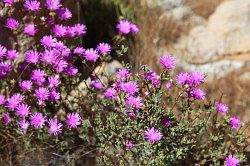 Cederberg - wandeling naar de waterval