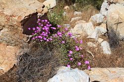 Cederberg - wandeling naar de waterval