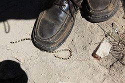 Cederberg - wandeling naar de waterval; kleine slang