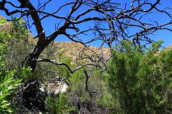 Cederberg - wandeling naar de waterval