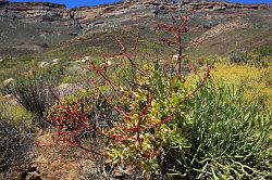 Cederberg - wandeling vanaf de waterval