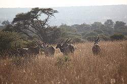 Mziki Safari Park