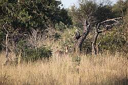 Mziki Safari Park