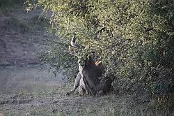 Mziki Safari Park