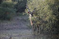 Mziki Safari Park