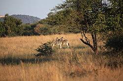 Mziki Safari Park - zebra's