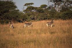 Mziki Safari Park - zebra's