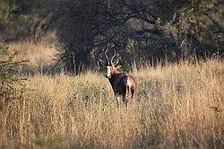 Mziki Safari Park