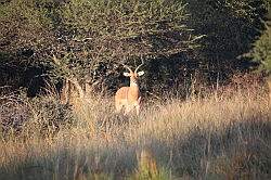 Mziki Safari Park