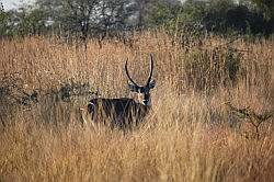 Mziki Safari Park