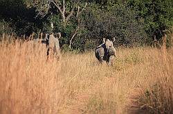 Mziki Safari Park - neushoorns