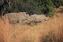 Mziki Safari Park - neushoorns