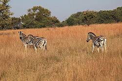 Mziki Safari Park - zebra's