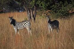 Mziki Safari Park - zebra's