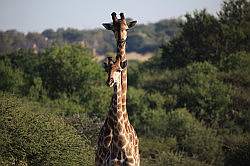 Mziki Safari Park - giraffen